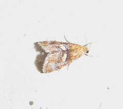 Glaphyriinae