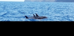 Steno bredanensis