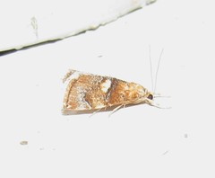 Glaphyriinae