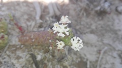 Euphorbia inermis