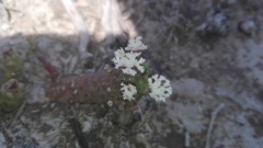 Euphorbia inermis