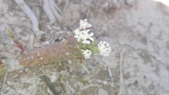 Euphorbia inermis