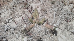 Euphorbia inermis