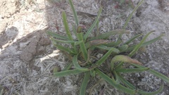 Plantago carnosa