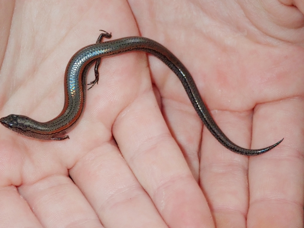 Lowlands Earless Skink (Reptile Watch Porongurup) · iNaturalist