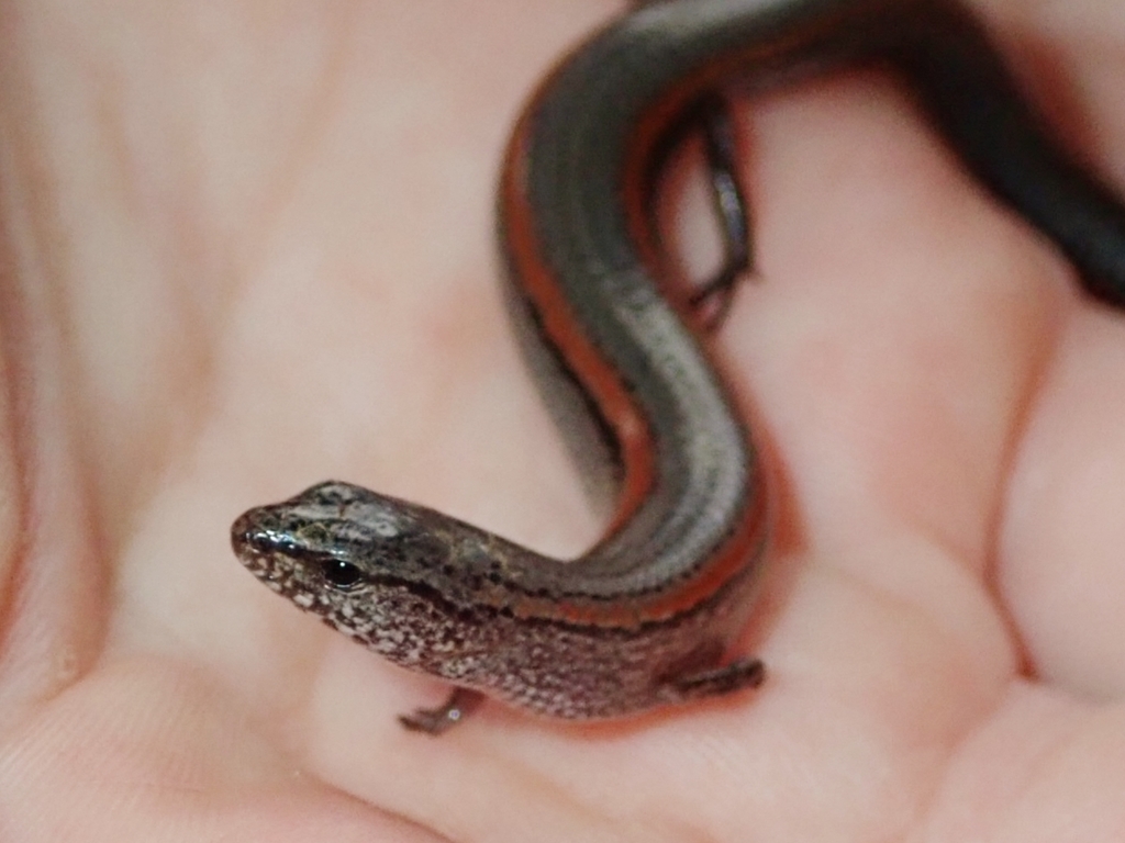 Lowlands Earless Skink (Reptile Watch Porongurup) · iNaturalist