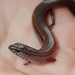 Lowlands Earless Skink - Photo (c) QuestaGame, some rights reserved (CC BY-NC-ND), uploaded by QuestaGame