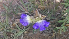 Blepharis procumbens