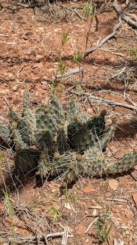 Pinkava's Pricklypear (Opuntia pinkavae)