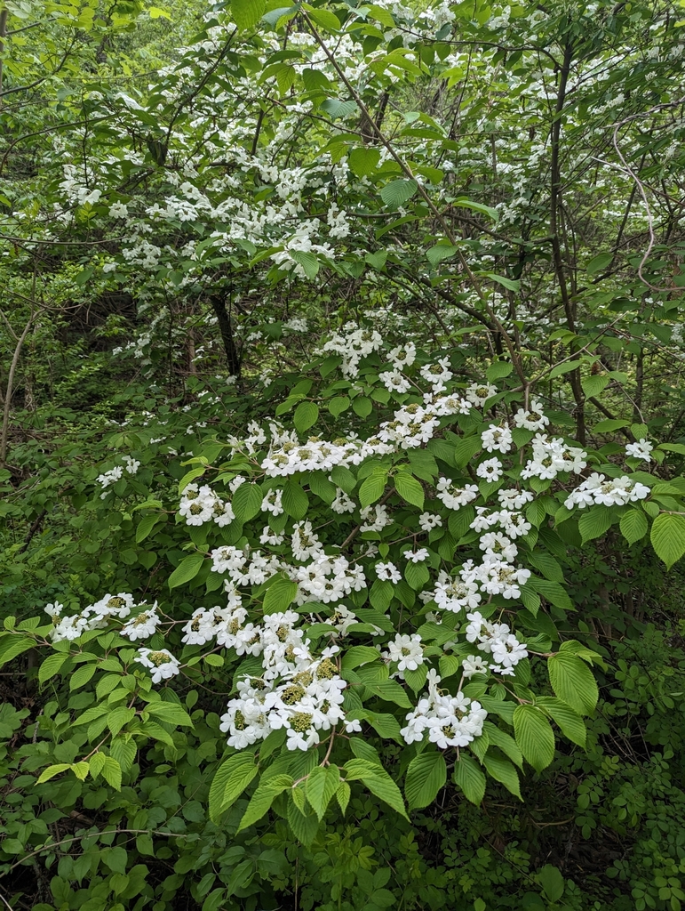 viburnums from Sharon, CT 06069, USA on May 21, 2023 at 1045 AM by