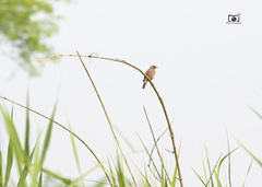Saxicola caprata