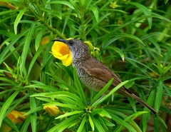 Gliciphila undulata
