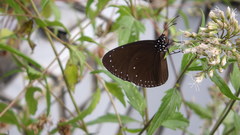 Euploea tulliolus koxinga