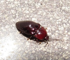 Lissomus