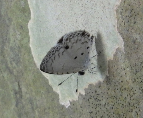 Megisba malaya