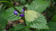 Eurema blanda arsakia