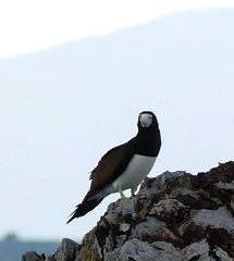 Sula leucogaster plotus