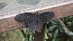 Papilio thaiwanus