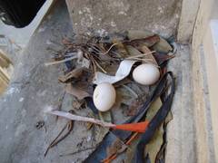 Columba livia domestica