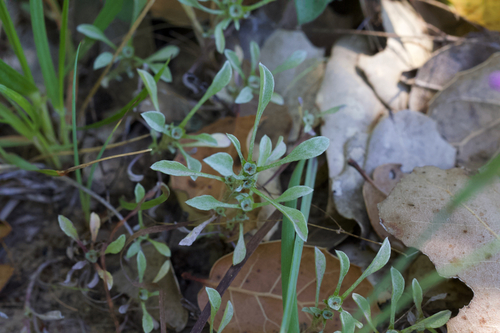 Image of Hesperevax sparsiflora by (c) Arvel Hernandez, some rights reserved (CC BY)
