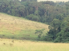 Loxodonta cyclotis