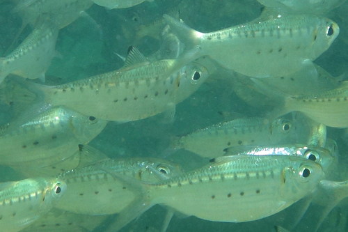 Largespotted Herring (Herklotsichthys koningsbergeri) · iNaturalist
