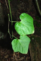 Pyrenacantha grandiflora image
