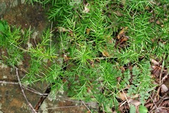 Asparagus densiflorus