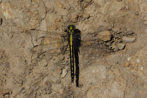 Pacific Clubtail photo 6