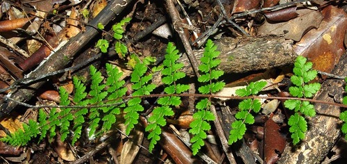 Cheilanthes hirta var. hirta image