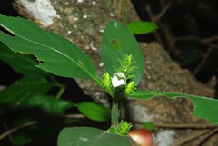 Isoglossa glandulosissima
