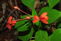 Pseuderanthemum hildebrandtii