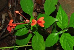 Pseuderanthemum hildebrandtii
