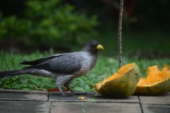 Crinifer piscator