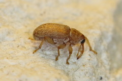 Lignyodes helvolus