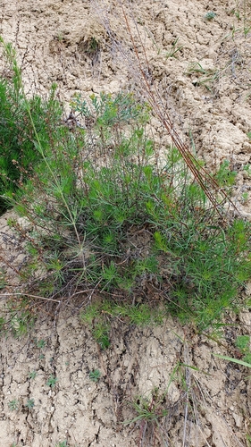 Image of Artemisia salsoloides by (c) Анна Митрошенкова, some rights reserved (CC BY)