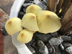 Leucocoprinus birnbaumii image