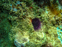 Echinostrephus molaris image