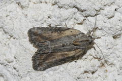 Bryophila raptricula