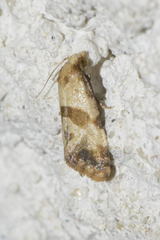 Phalonidia contractana