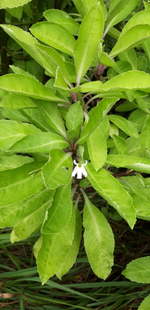 Trimeris