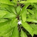 Lobelia scaevolifolia - Photo (c) purperlibel, algunos derechos reservados (CC BY-SA), uploaded by purperlibel