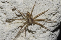 Philodromus cespitum