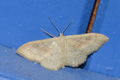 Idaea rubraria