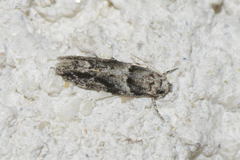 Recurvaria nanella
