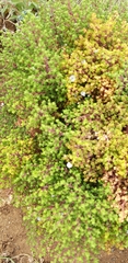 Frankenia portulacifolia