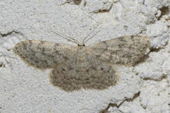 Idaea alyssumata