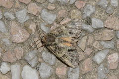 Polyphaenis sericata