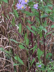 Symphyotrichum elliottii