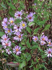 Symphyotrichum elliottii